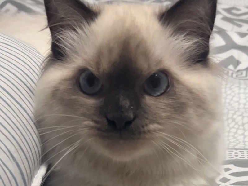 Mochi – Ragdoll Stud Cat for Breeding in Ontario | Vaccinated