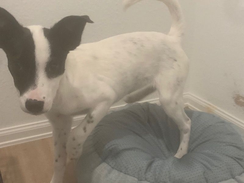 Nola – Rat Terrier Male Dog for Sale in Texas