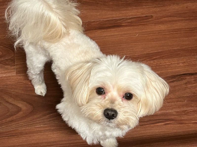 Bentley – Maltipoo Male Dog for Adoption in Texas | Vaccinated