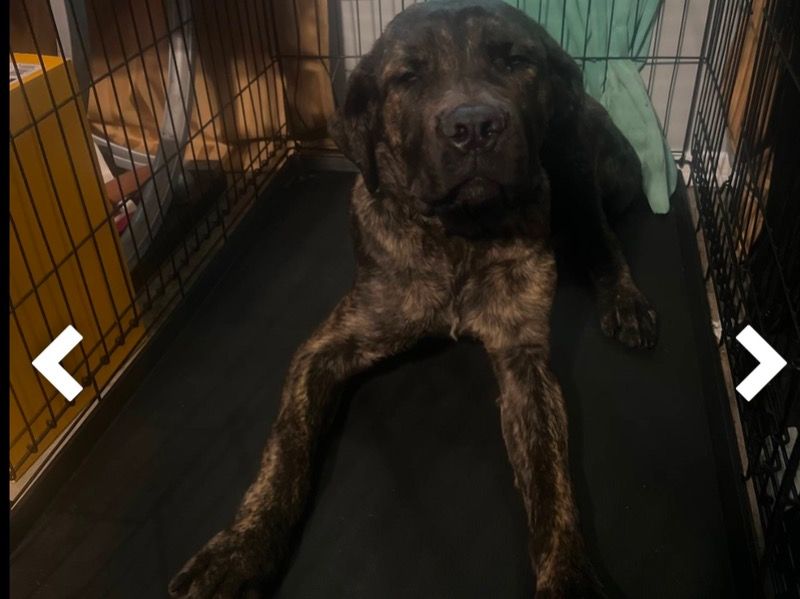 Choppa – Cane Corso x Treeing Tennessee Brindle Male Dog for Sale in Illinois | Vaccinated