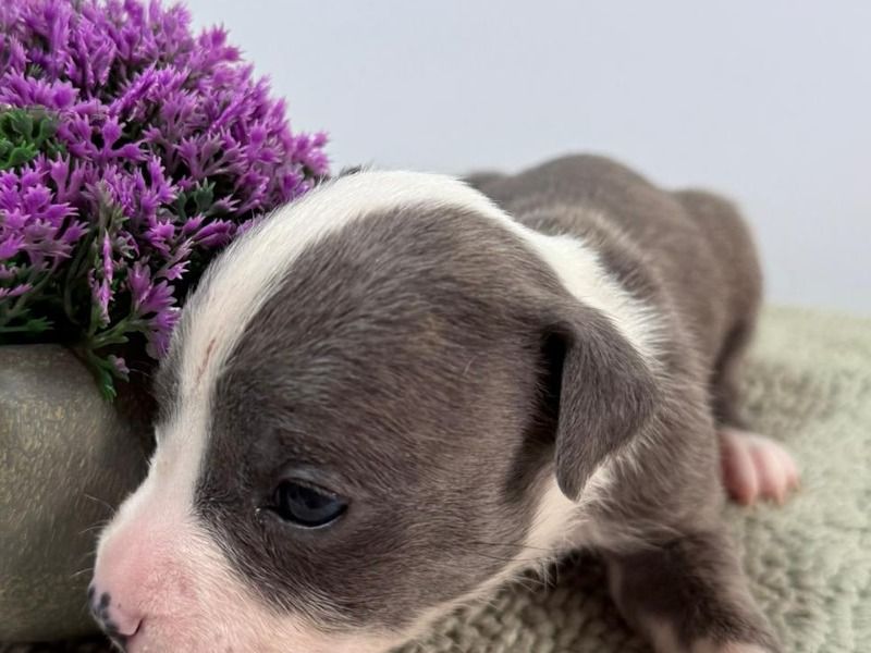 Sully – Blue nose Pitbull Female Dog for Sale in Utah | Vaccinated