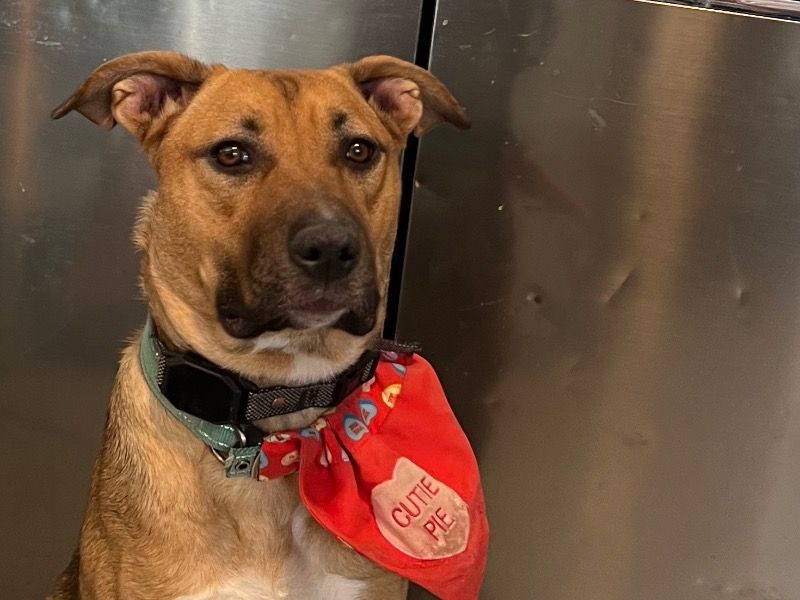 Kaia – Black Mouth Cur x German Shepherd Female Dog for Adoption in Texas | Vaccinated