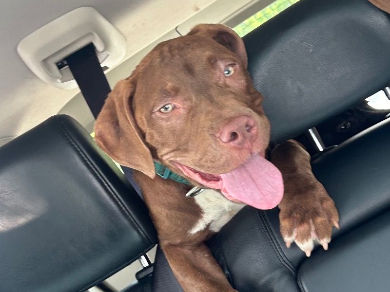 Boogatt – Rednose Pitbull Terrier Male Dog for Sale in Georgia