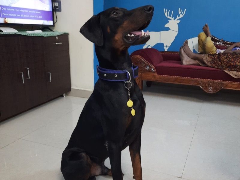 Panther – Doberman Stud Dog for Breeding in Tamil Nadu | Proven Stud, Vaccinated