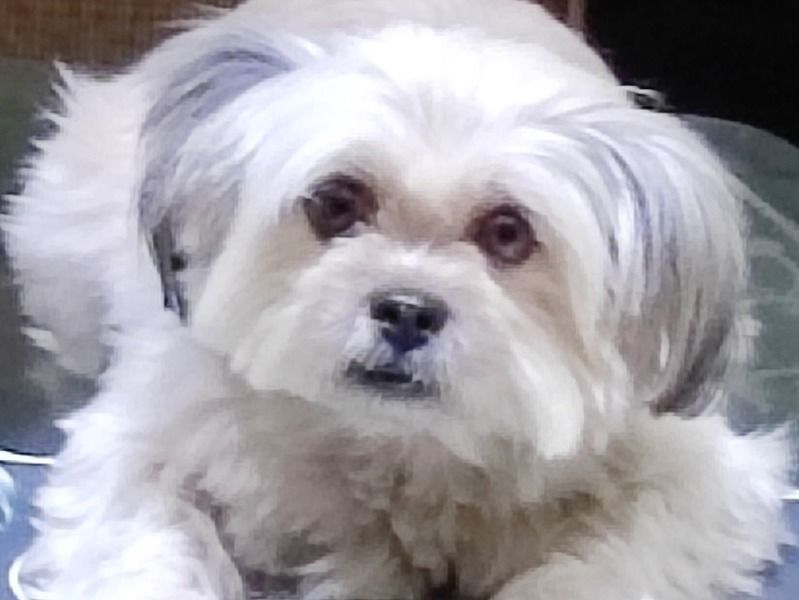 Lisa – Lhasa Apso Female Dog for Breeding in Delhi | Vaccinated
