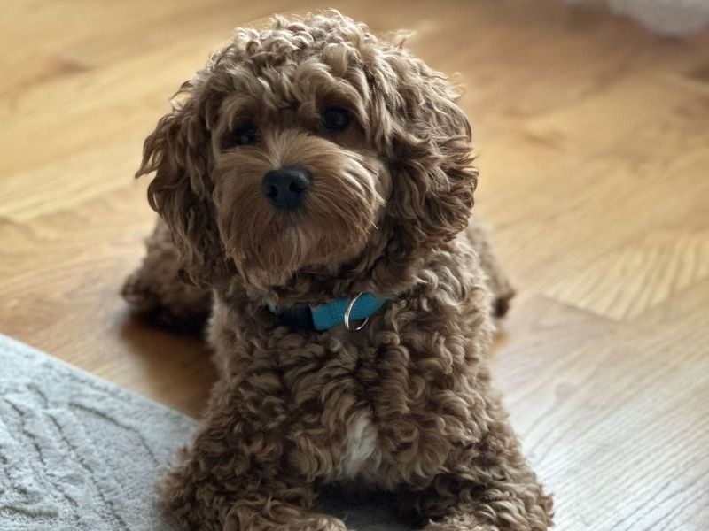 Teddy – Cockapoo Stud Dog for Breeding in Illinois | Vaccinated
