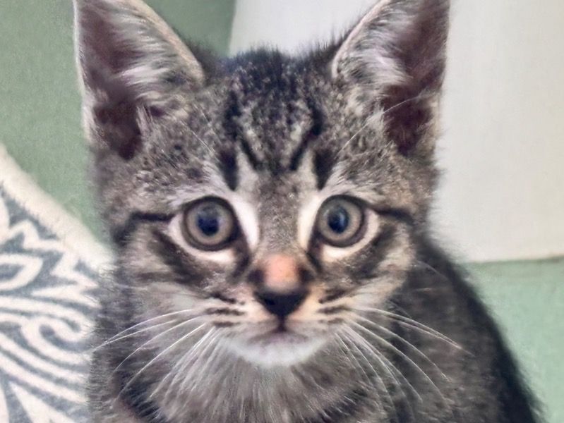 (nickname) Tigger – British Shorthair Male Cat for Sale in England