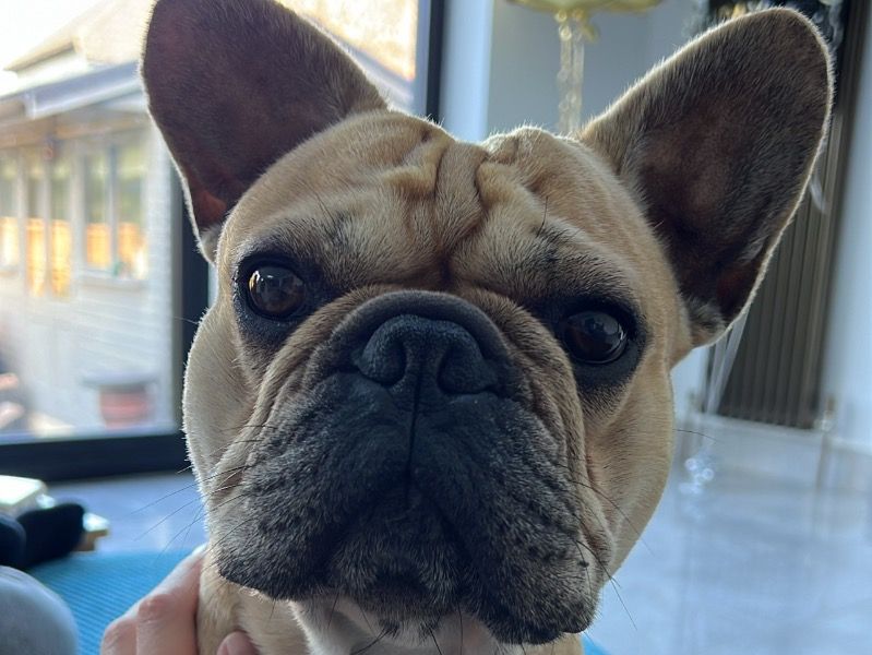 Dexter – French Bulldog Stud Dog for Breeding in England | Vaccinated