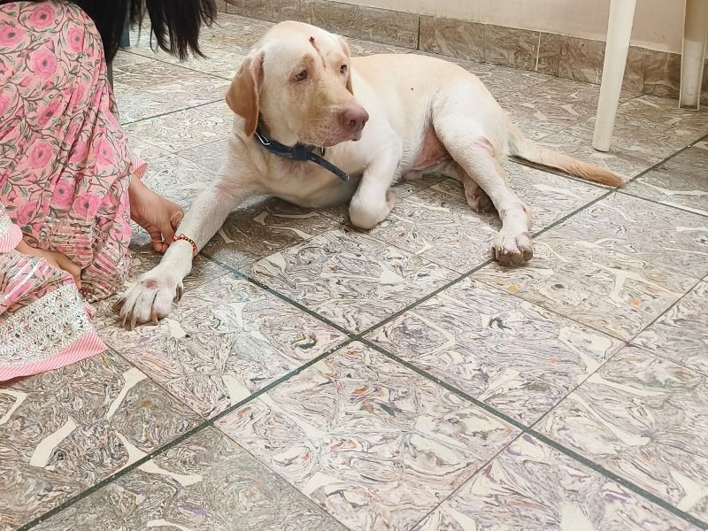 Leo – English Labrador Retriever Stud Dog for Breeding in Tamil Nadu | Vaccinated
