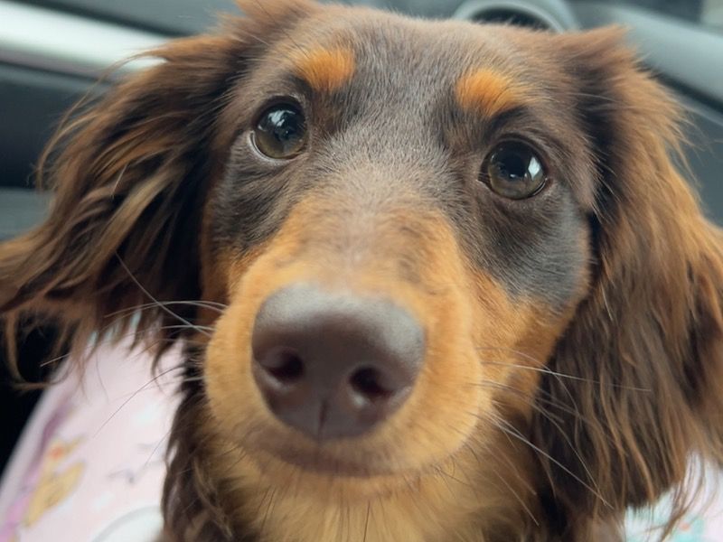 Beau – Dachshund Stud Dog for Breeding in West Virginia | Vaccinated