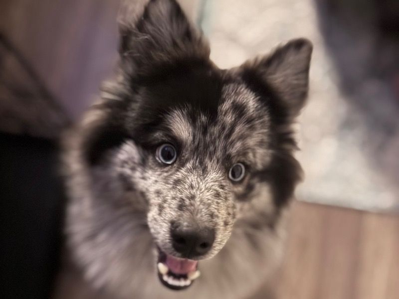 Rocket – Pomeranian x Husky Male Dog for Sale in Virginia