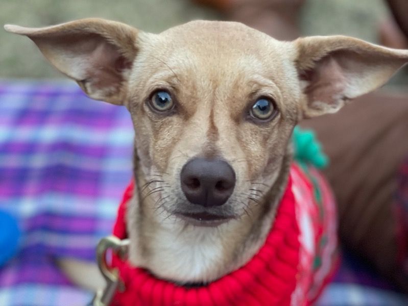 Bruno – Chihuahua x Dachshund Male Dog for Adoption in Texas | Vaccinated