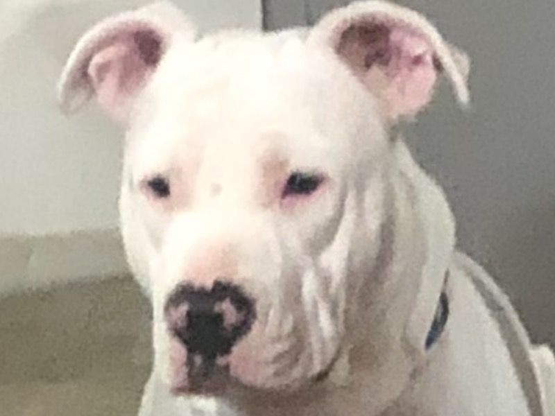 Jagger – American Bulldog Stud Dog for Breeding in Alabama | Vaccinated
