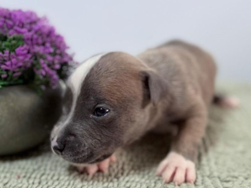 Bluey – Blue nose Pitbull Male Dog for Sale in Utah | Vaccinated