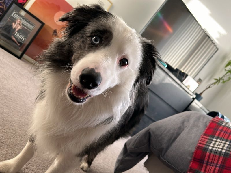 Apollo – Australian Shepherd Stud Dog for Breeding in Florida | Vaccinated