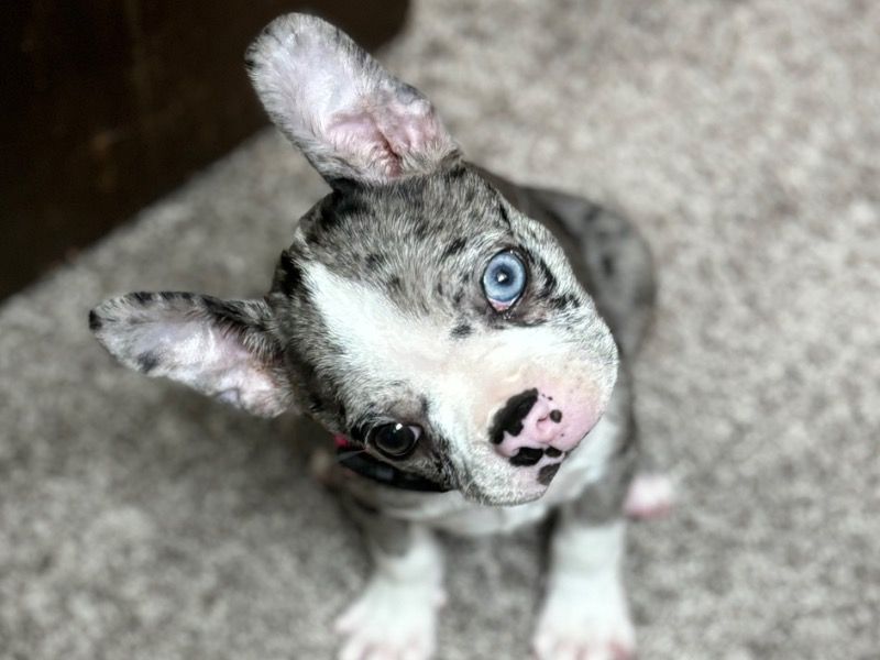 Kash – Boston Terrier Female Dog for Sale in Wisconsin | Vaccinated