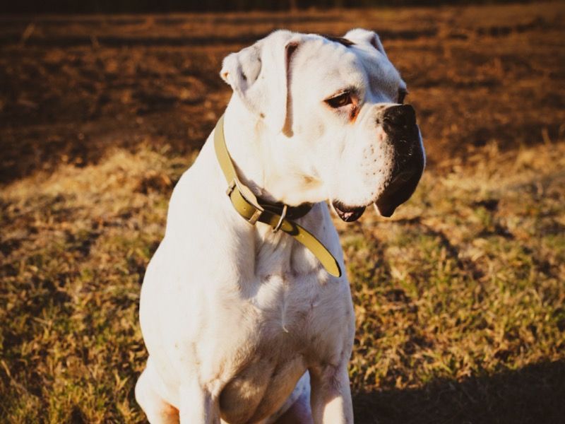 Stormi – American Bulldog x Boxer Female Dog for Adoption in Oklahoma