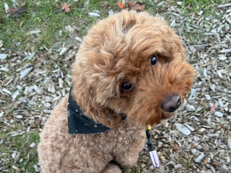 Pearl – Mini Golden Doodle Female Dog for Breeding in Massachusetts | Vaccinated