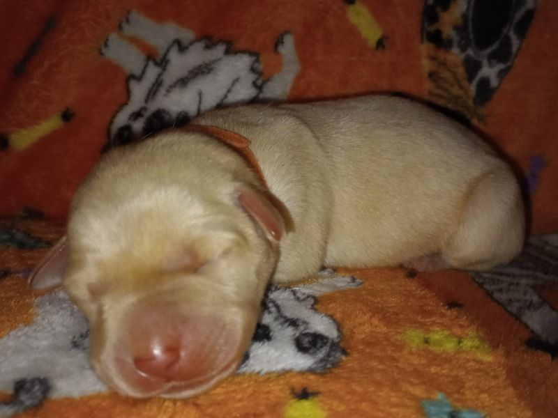 Pumpkin – Labrador Retriever Female Dog for Sale in New Mexico | Vaccinated