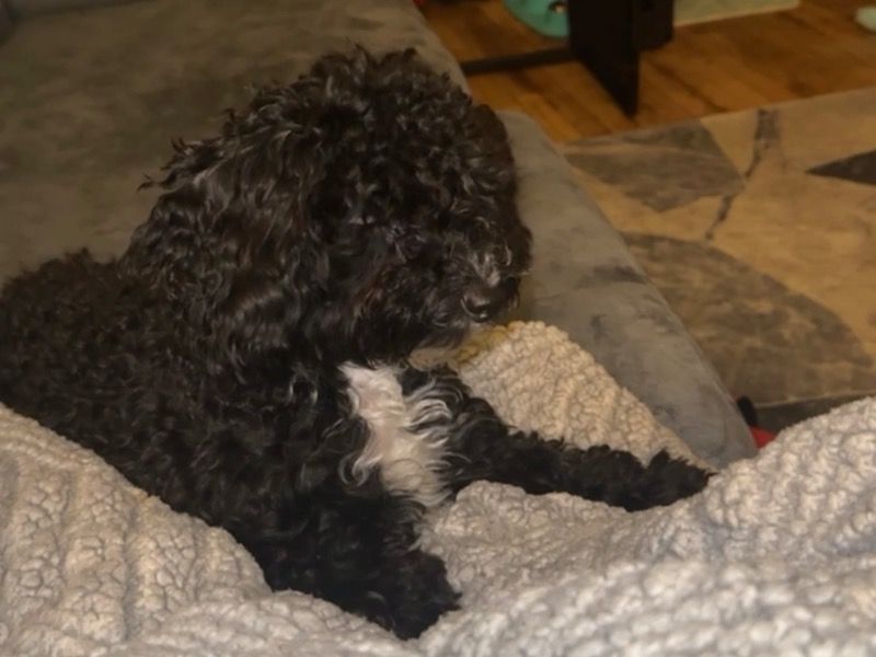 Vegas – Toy Poodle Male Dog for Sale in New York | Vaccinated