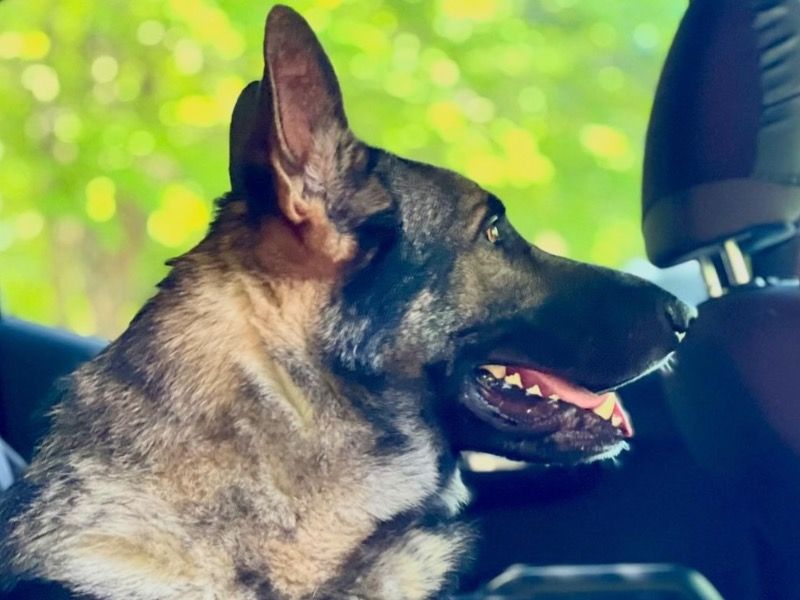 Mason – Sable German Shepherd Male Dog for Adoption in North Carolina | Vaccinated