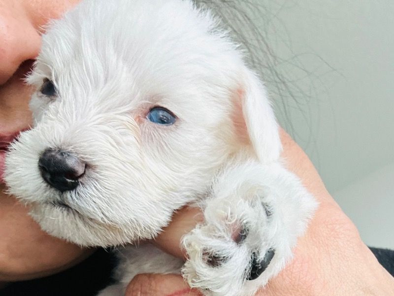 Bully – Miniature Schnauzer Male Dog for Sale in Florida | Vaccinated
