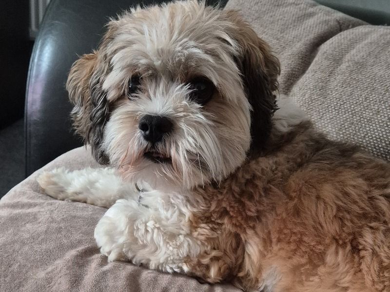 Otis – Lhasa Apso x Cavalier King Charles Spaniel Male Dog for Adoption in England | Vaccinated