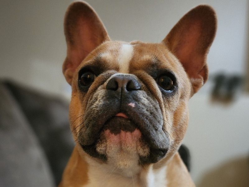 Kiara – French Bulldog Female Dog for Breeding in Kansas | Vaccinated