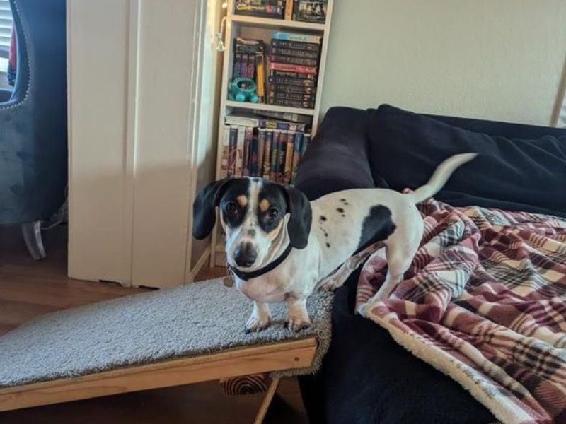 Oliver – Miniature Dachshund Male Dog for Socialization in California | Vaccinated