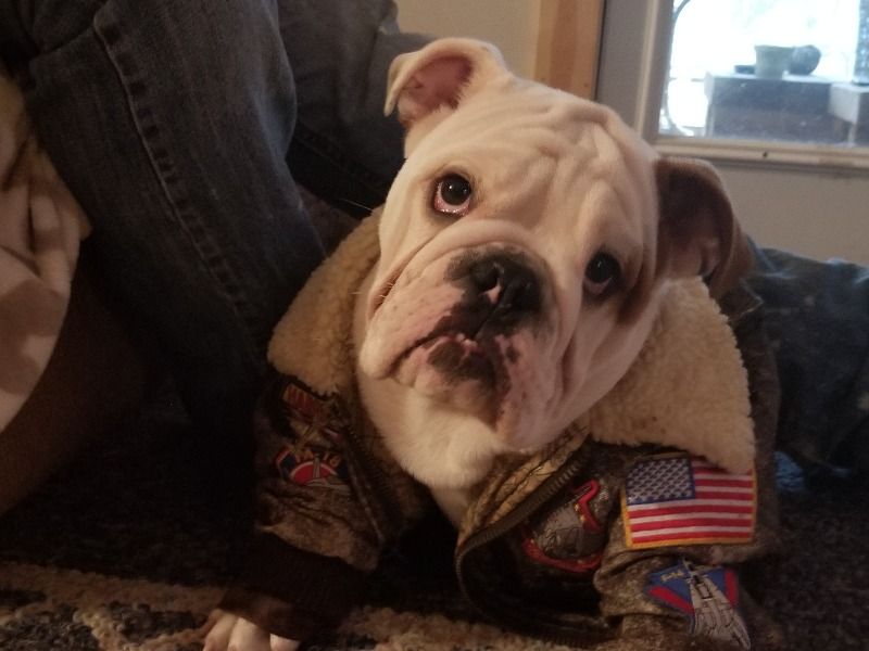 Jax – American Bulldog Stud Dog for Breeding in Georgia | Vaccinated