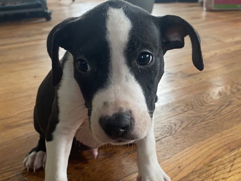 Omega – American PitBull Terrier Male Dog for Sale in Michigan | Vaccinated