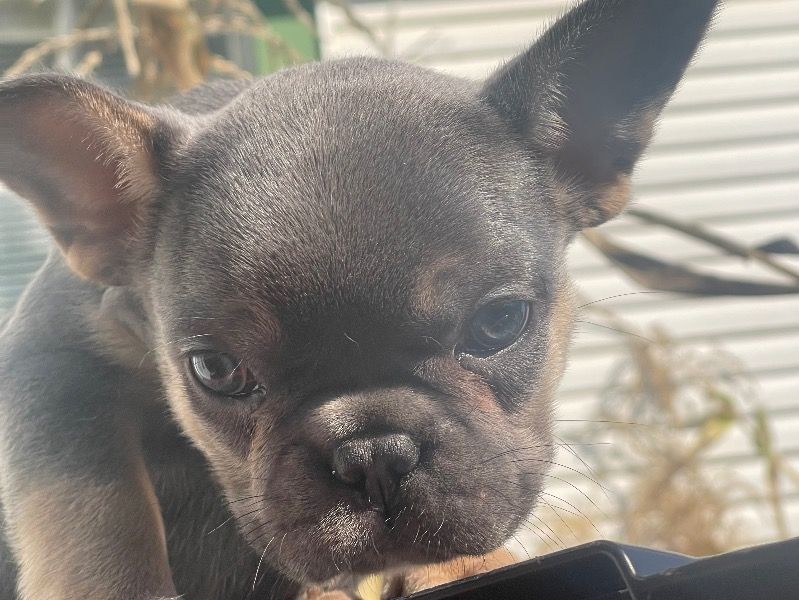 N/a – French Bulldog Male Dog for Sale in Ohio