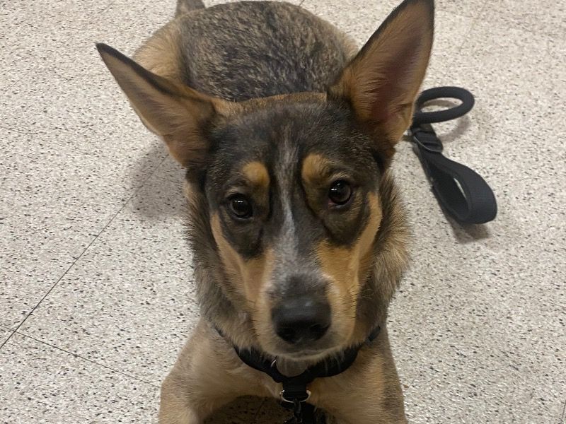 Pixie – Australian Cattle Dog x Siberian Husky Female Dog for Sale in Arizona | Vaccinated, DNA Tested