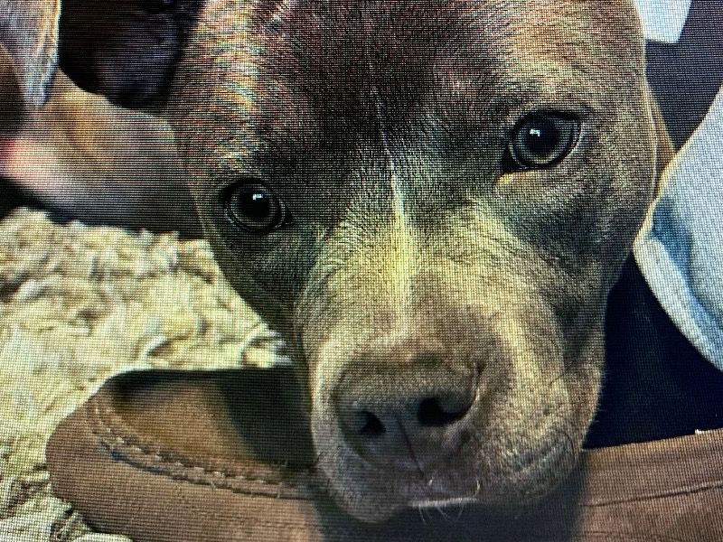 Luna – American PitBull Terrier Female Dog for Breeding in Georgia | Vaccinated