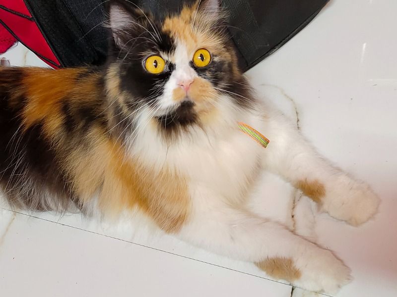 Masha – Calico Female Cat for Breeding in Maharashtra | Vaccinated