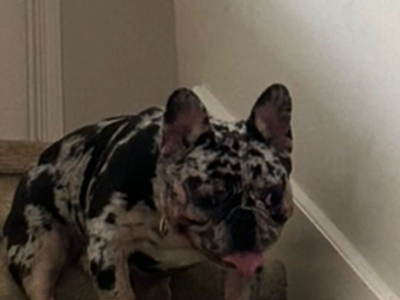 Gio – French Bulldog Stud Dog for Breeding in Georgia | Vaccinated