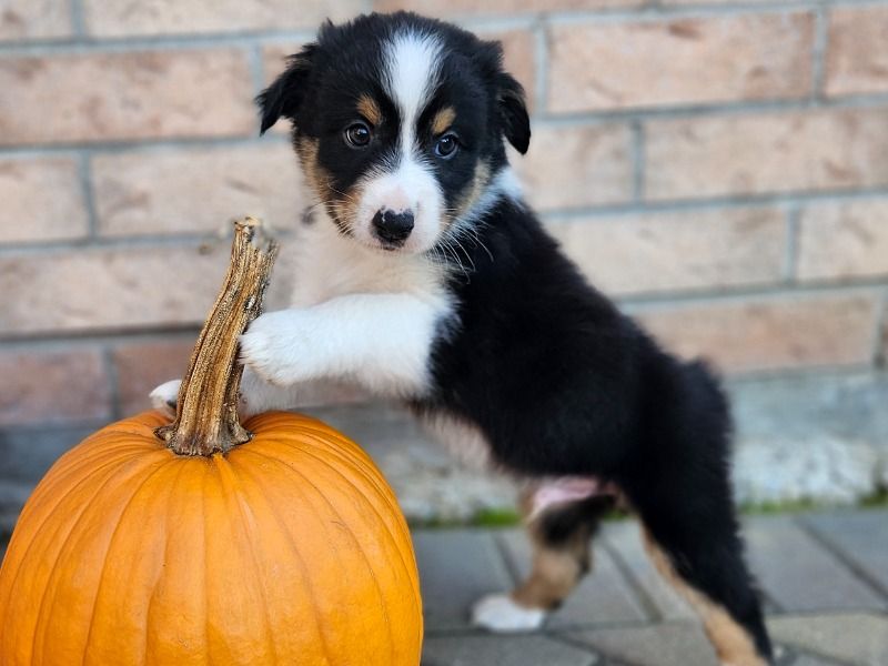 Bread – Australian Shepherd x Border Aussie Male Dog for Sale in Ontario | Vaccinated