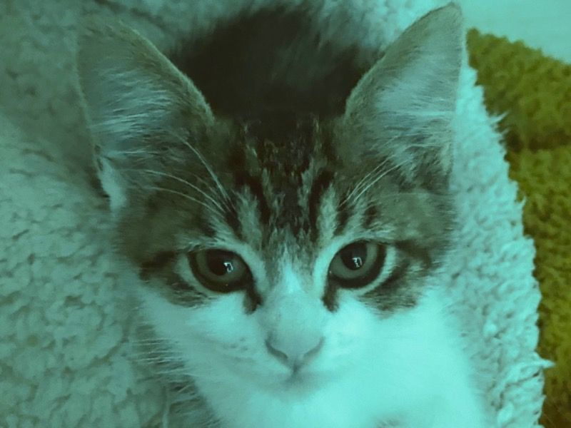 Lofi – Domestic Medium Hair Female Cat for Adoption in Oregon