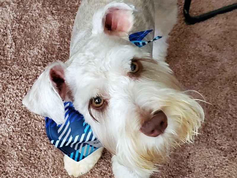 Royal – Miniature Schnauzer Stud Dog for Breeding in Texas | Vaccinated