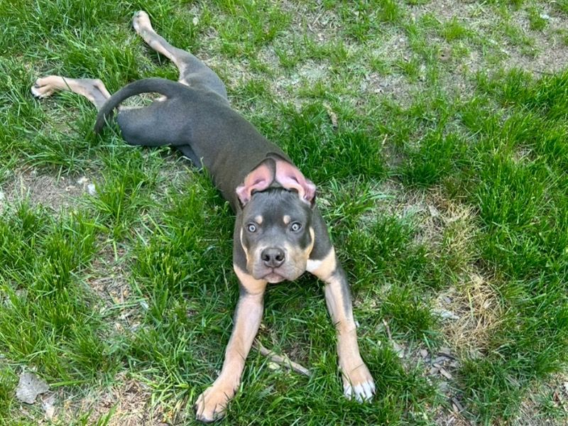 Rylo – American Bully Male Dog for Sale in Minnesota