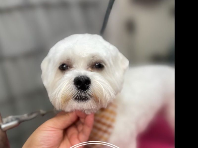 Pibe – Maltese Stud Dog for Breeding in Florida | Vaccinated