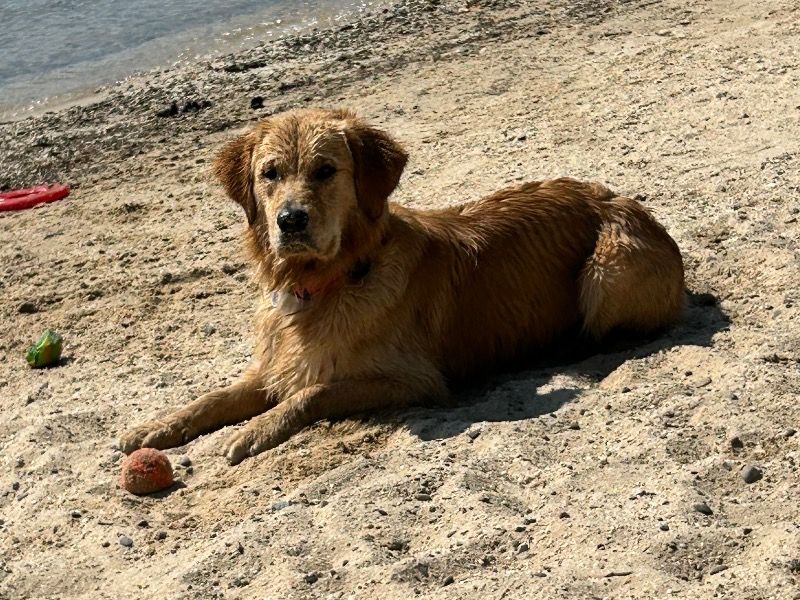 Denali – Golden Retriever Female Dog for Breeding in Virginia | Vaccinated
