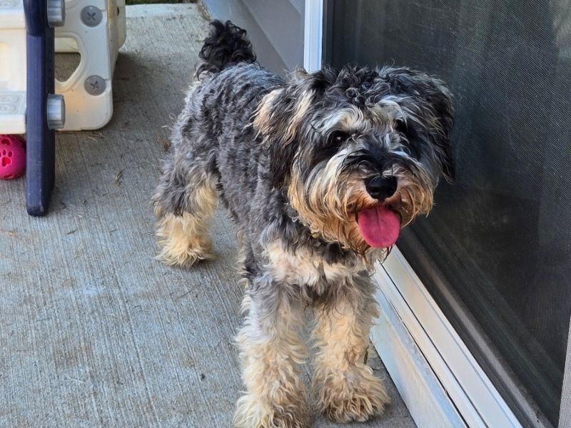 Smokey – Miniature Schnauzer Stud Dog for Breeding in South Carolina