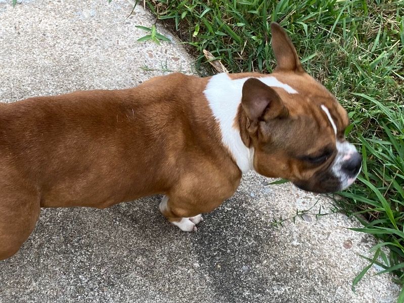 Penelope – American Bully Female Dog for Adoption in Texas