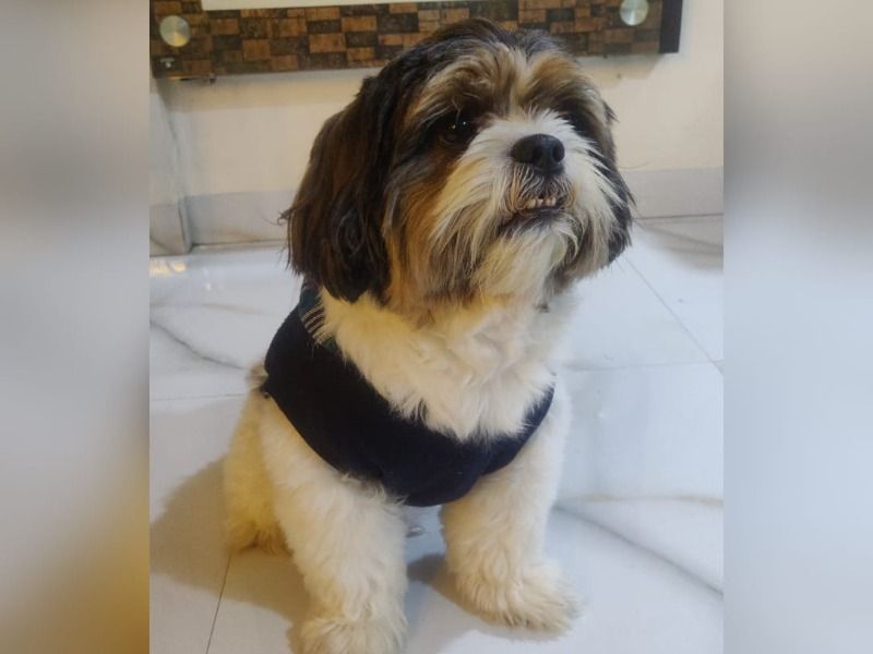 Toby – Shih Tzu Stud Dog for Breeding in Maharashtra | Vaccinated
