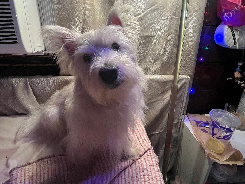Cj – West Highland White Terrier Male Dog for Sale in Pennsylvania | Vaccinated