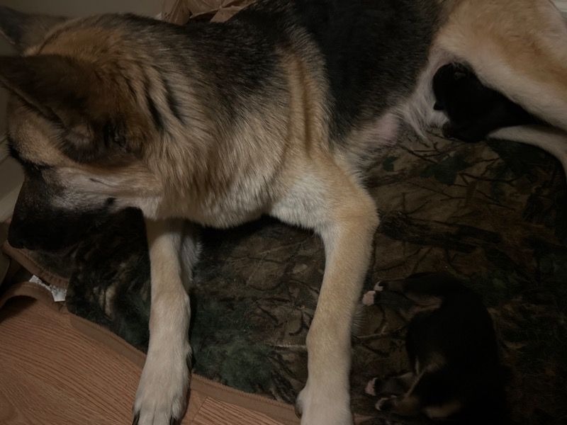 New Pups – Husky x German Shepherd Male Dog for Sale in Georgia | Vaccinated
