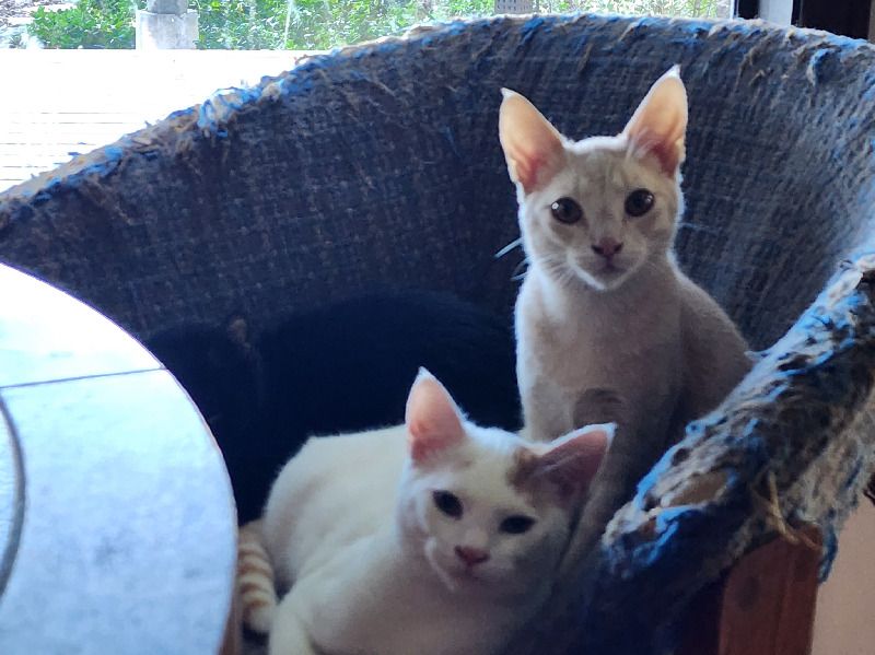 Calico – Calico x Calico Male Cat for Sale in
