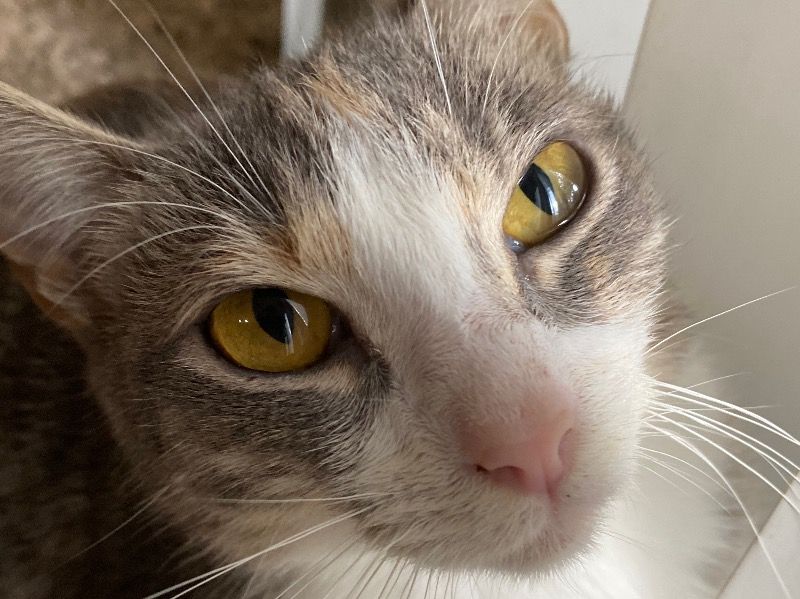 Lyla – Tabby Female Cat for Sale in Oregon | Vaccinated
