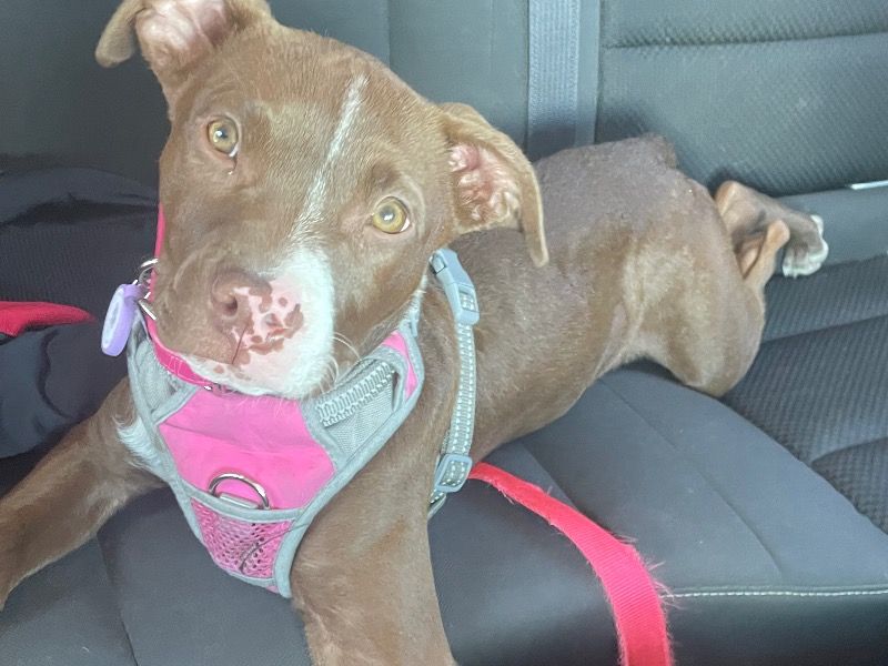 Luna – American PitBull Terrier Female Dog for Sale in Oregon | Vaccinated